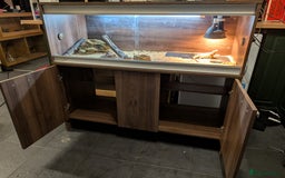 Bearded Dragon reptiles for sale: Baby bearded dragon with 4ft set up - Image 8