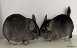 Chinchilla rodents for sale: Rituals Chinchillas proudly offers for sale  - Image 7