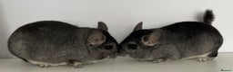 Chinchilla rodents for sale: Rituals Chinchillas proudly offers for sale  - Advert 7