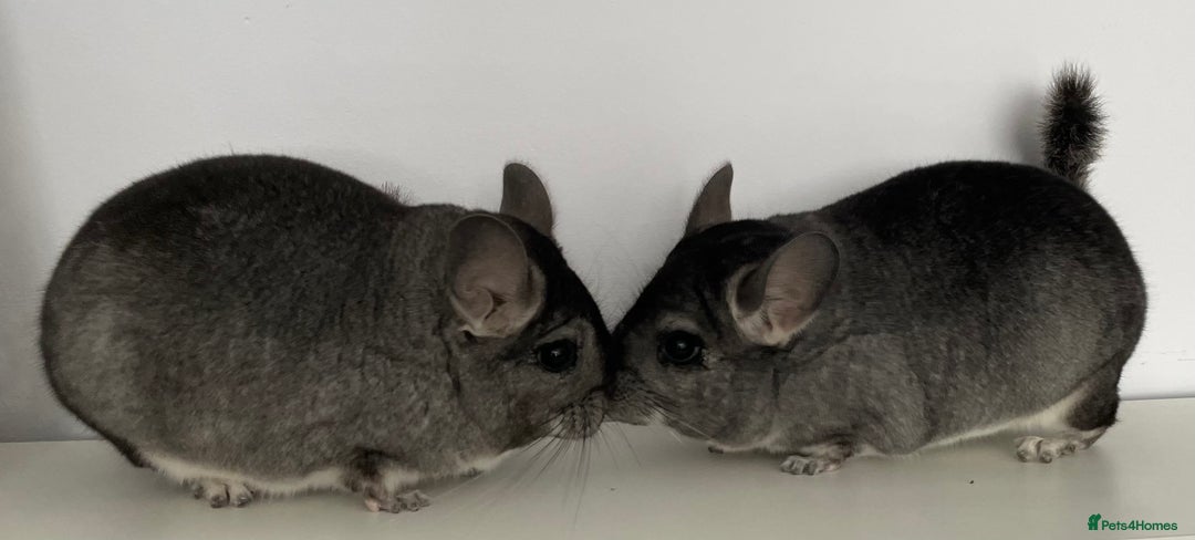 Chinchilla rodents for sale: Rituals Chinchillas proudly offers for sale  - Image 7