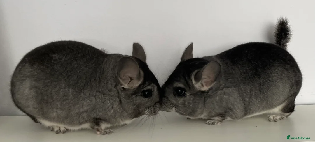 Chinchilla rodents for sale: Rituals Chinchillas proudly offers for sale  - Advert 5