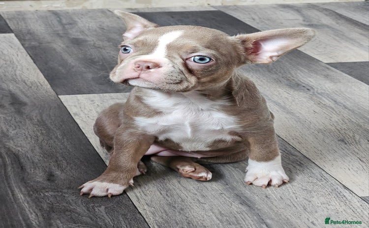 Mixed Breed dogs - Advert 14