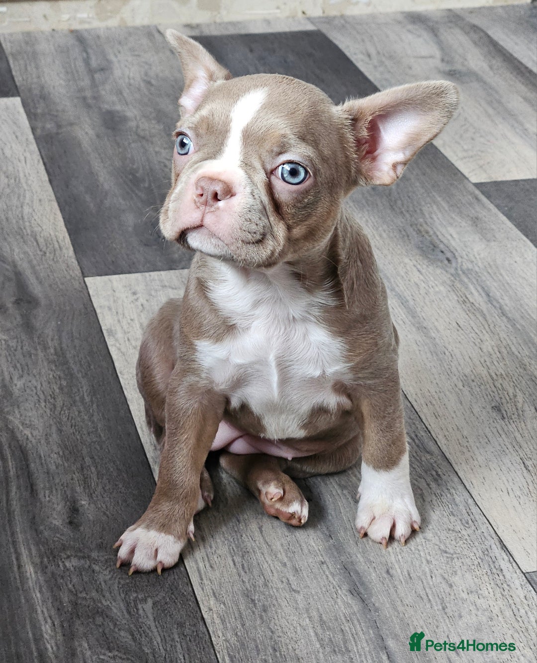 Mixed Breed dogs for sale: Last Stunning Frenchton Female Pup - Image 1