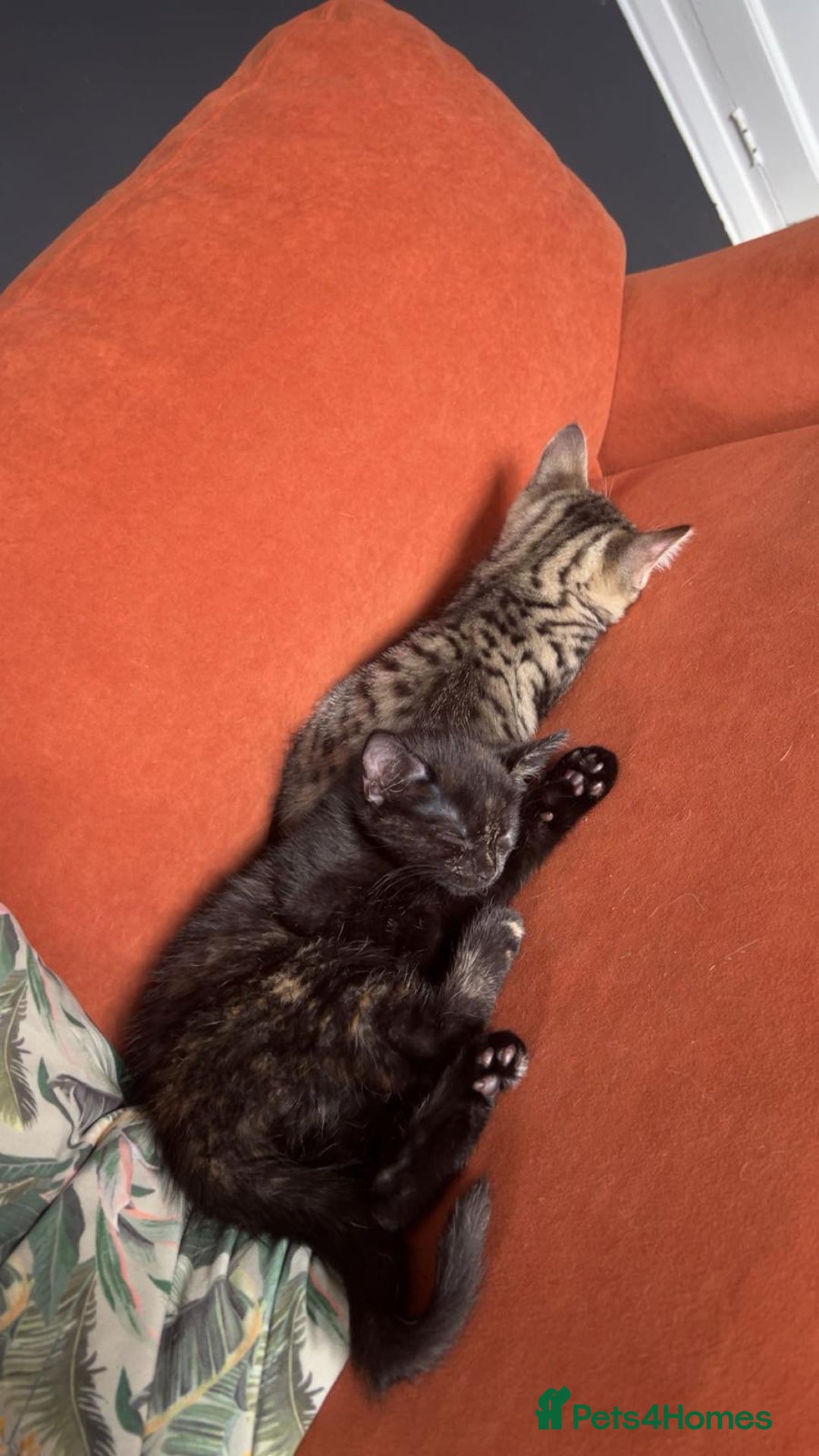 Mixed Breed cats for sale: Beautiful Kittens – Health Checked & Chipped - Image 7
