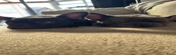 Frug dogs for sale: Rehoming our frugs  - Advert 5