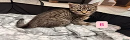 Mixed Breed cats for sale: Tabby Kittens available  - Advert 18