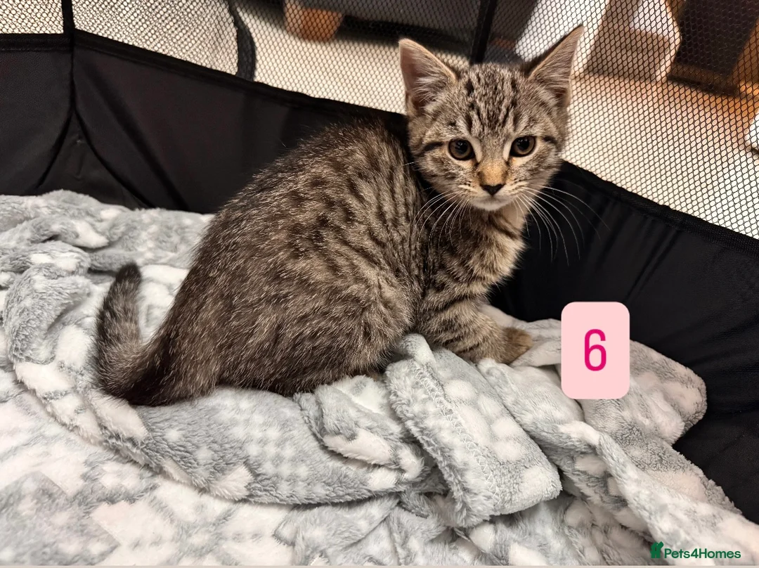 Mixed Breed cats for sale: Tabby Kittens available  - Advert 18