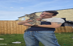 Savannah cats for sale: Full savannah girl  - Image 2