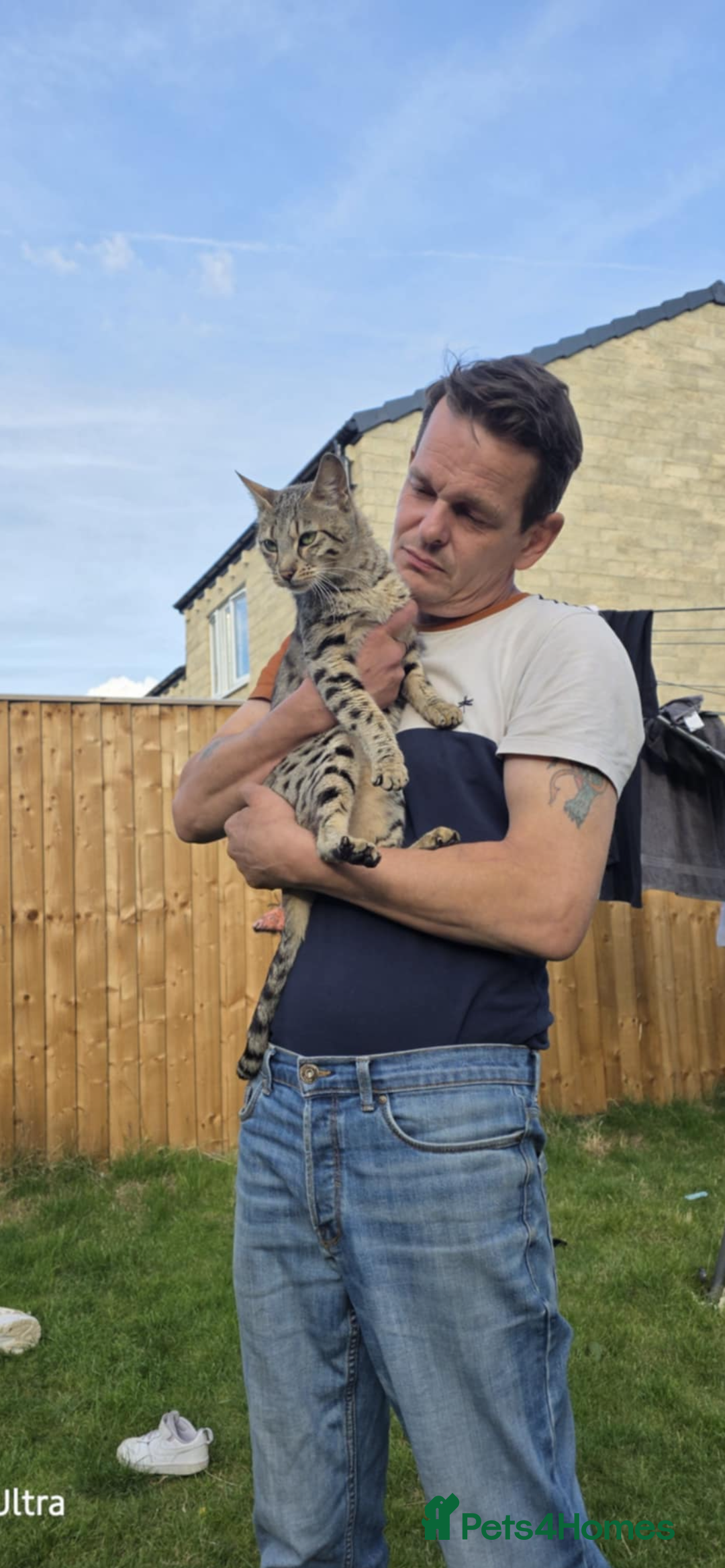 Savannah cats for sale: Full savannah girl  - Image 2