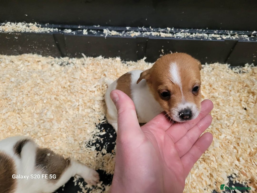 Jack Russell dogs for sale: 5 lovely Male jack Russel puppies for sale - Advert 10