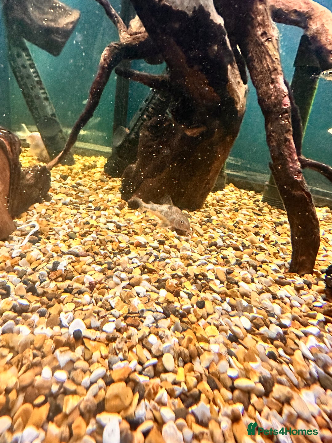 Goldfish fish for sale: Mix of Fish - Advert 8