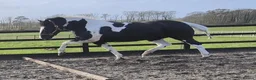 Irish Cob horses for sale: 8yo cob x project in Lancaster - Advert 17