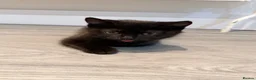 British Shorthair cats for sale: British shorthair kittens grey and chocolate  - Advert 5