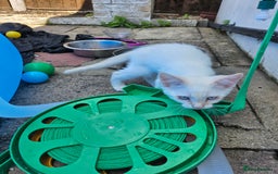 Mixed Breed cats for sale: White kitten  - Image 11