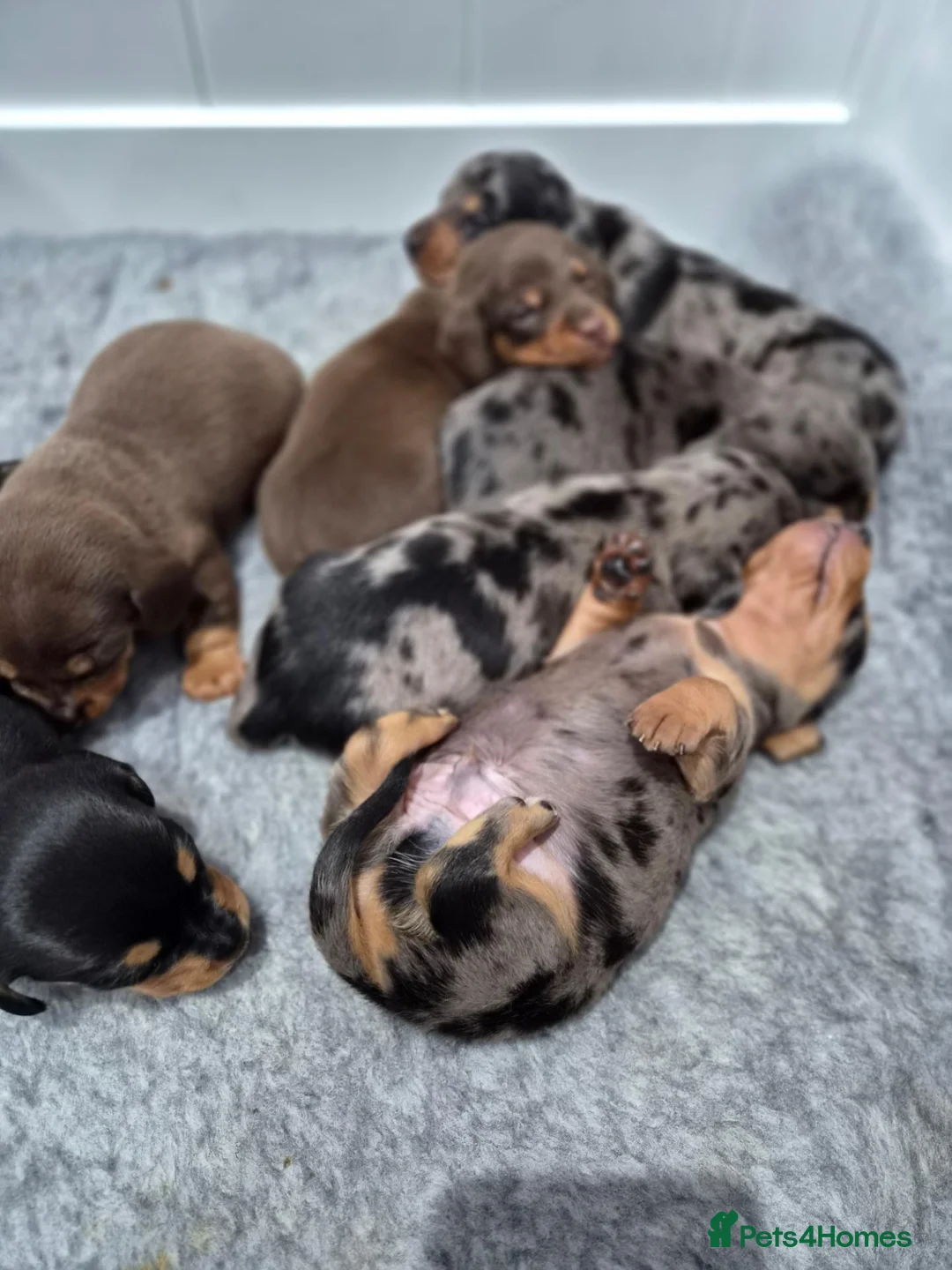 Miniature Dachshund dogs for sale: 🌟🐾Miniature Dachshund puppies🐾🌟 in Airdrie - Advert 2