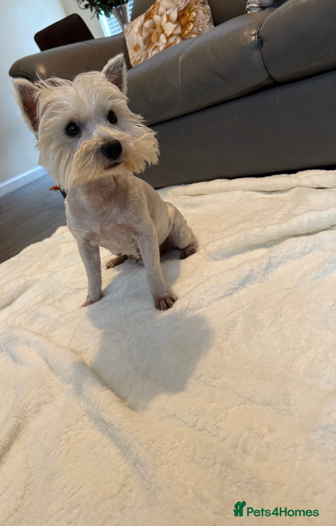 West Highland Terrier dogs for sale: 2 year old Westie girl  - Advert 3