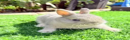 Netherland Dwarf rabbits for sale: Pure Netherland Dwarf  - Advert 5