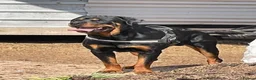 Rottweiler dogs for sale: Chunky Rottweiler puppies! - Advert 3