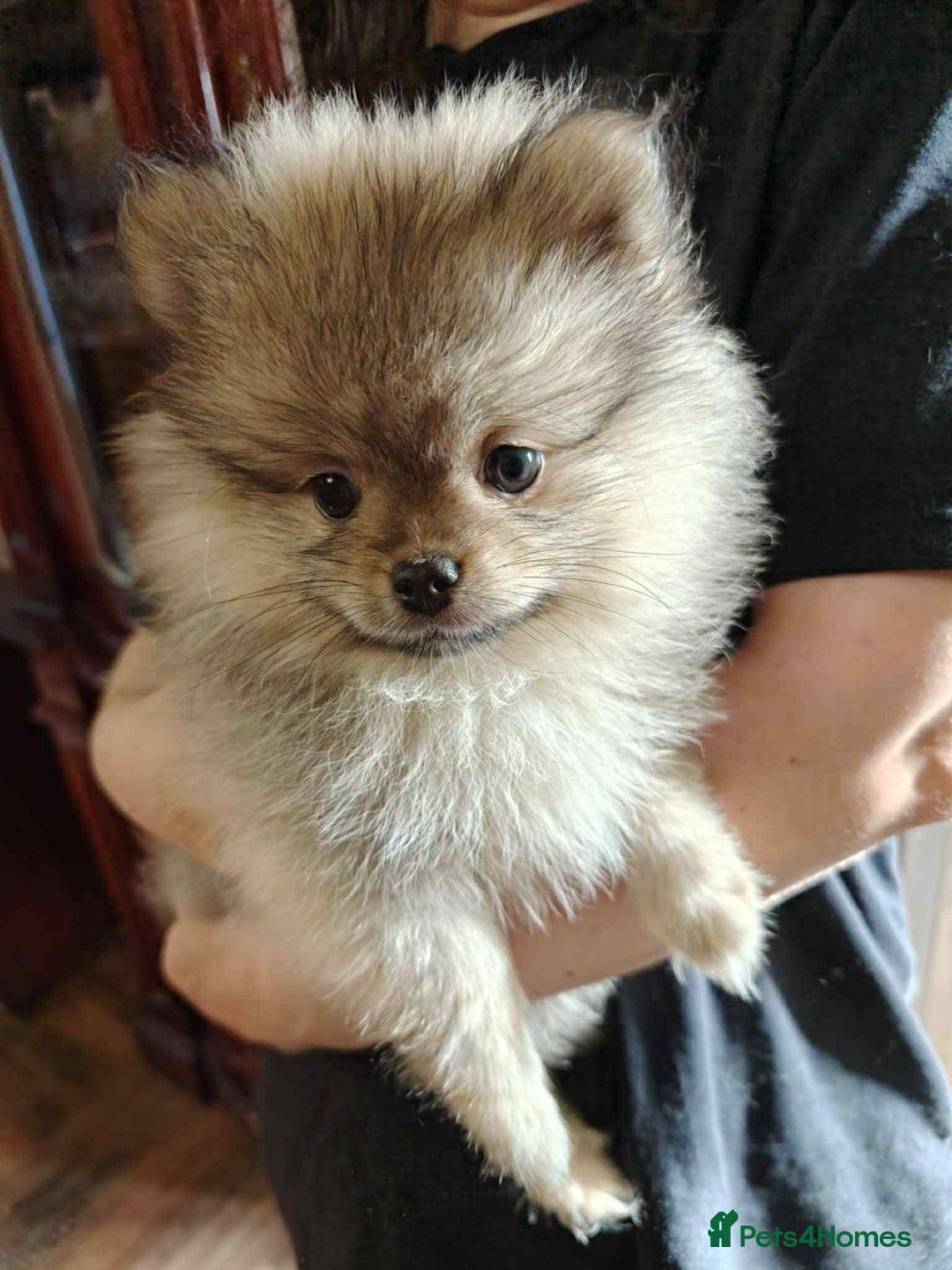 Pomeranian dogs for sale: 💕Wonderful Pomeranian girl - Image 5