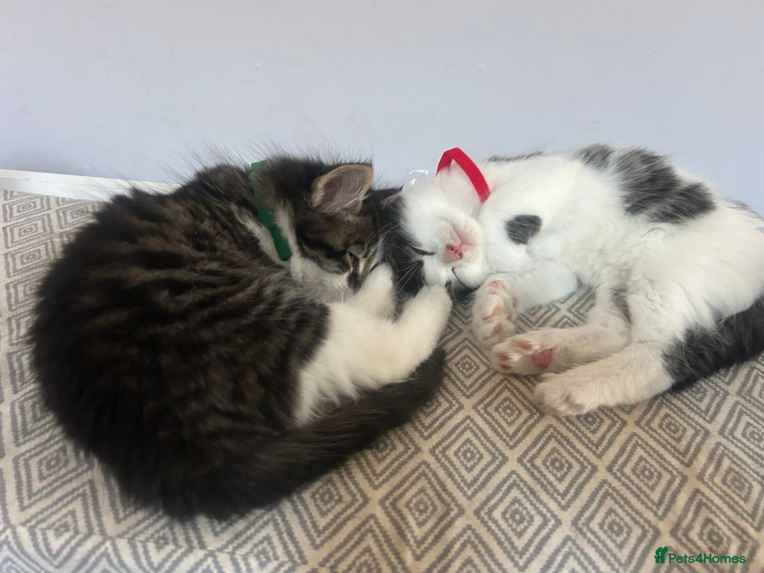 British Longhair cats for sale: Stunning friendly kittens - Image 17