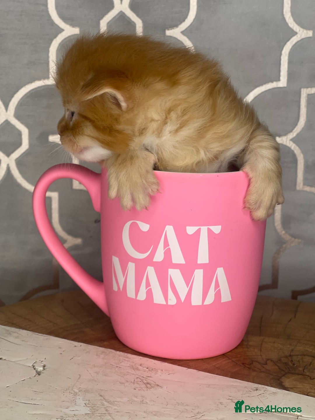 Maine Coon cats for sale: 🐾💛5 Sweet Maine Coons looking for forever home💛 - Advert 5