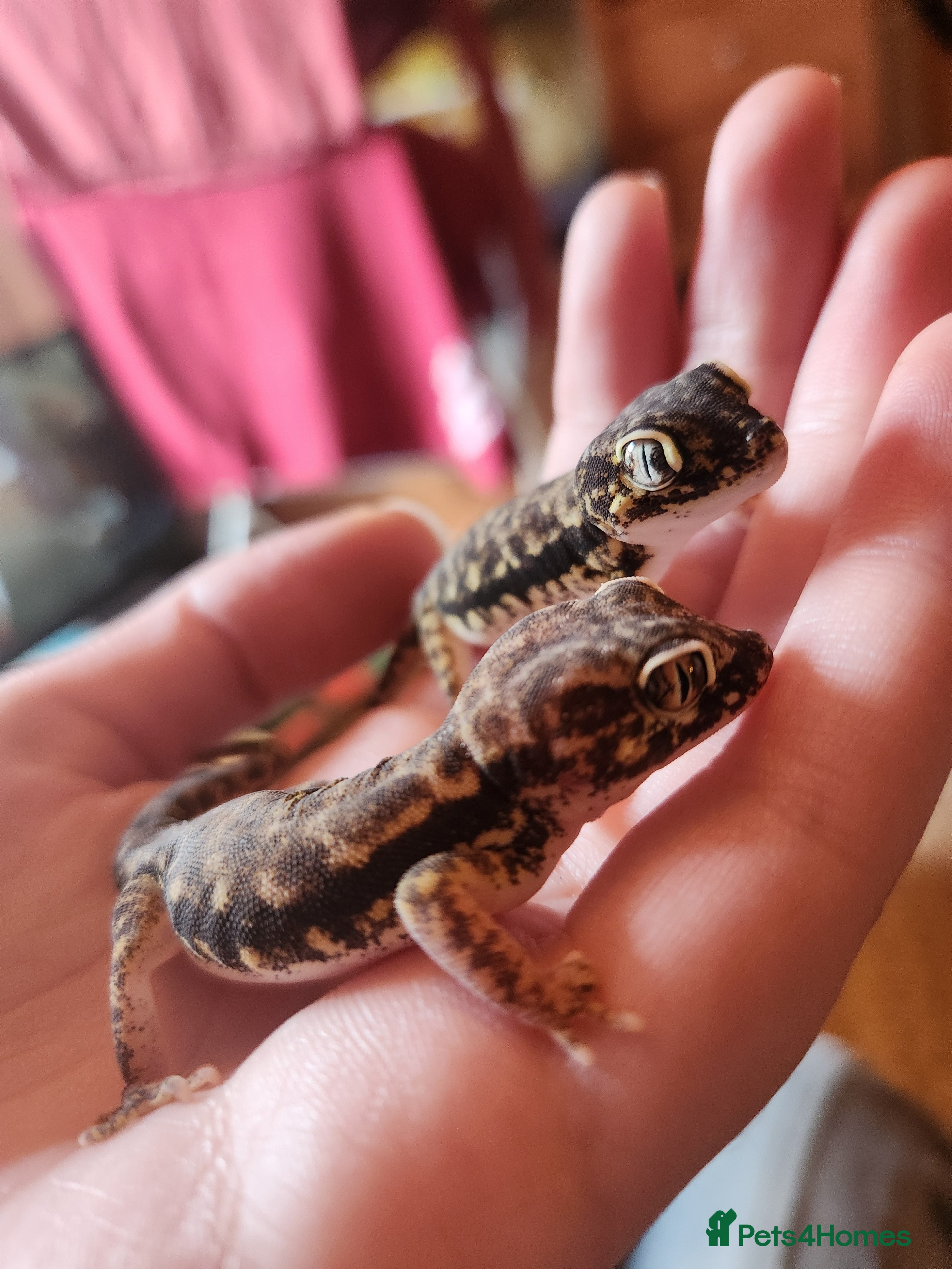 Gecko reptiles Dune Gecko pair  - Advert 2