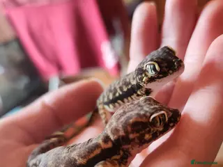 Gecko reptiles Dune Gecko pair - Advert 2