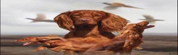 Cocker Spaniel dogs for sale: Working Cocker Spaniel puppies  - Advert 4
