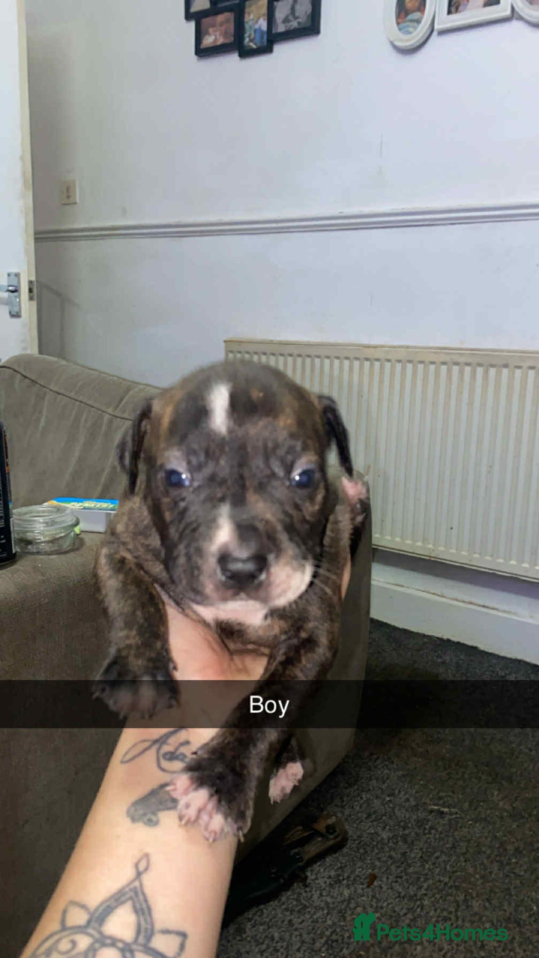 Staffordshire Bull Terrier dogs for sale: Staffy puppies all carry blue  - Advert 4