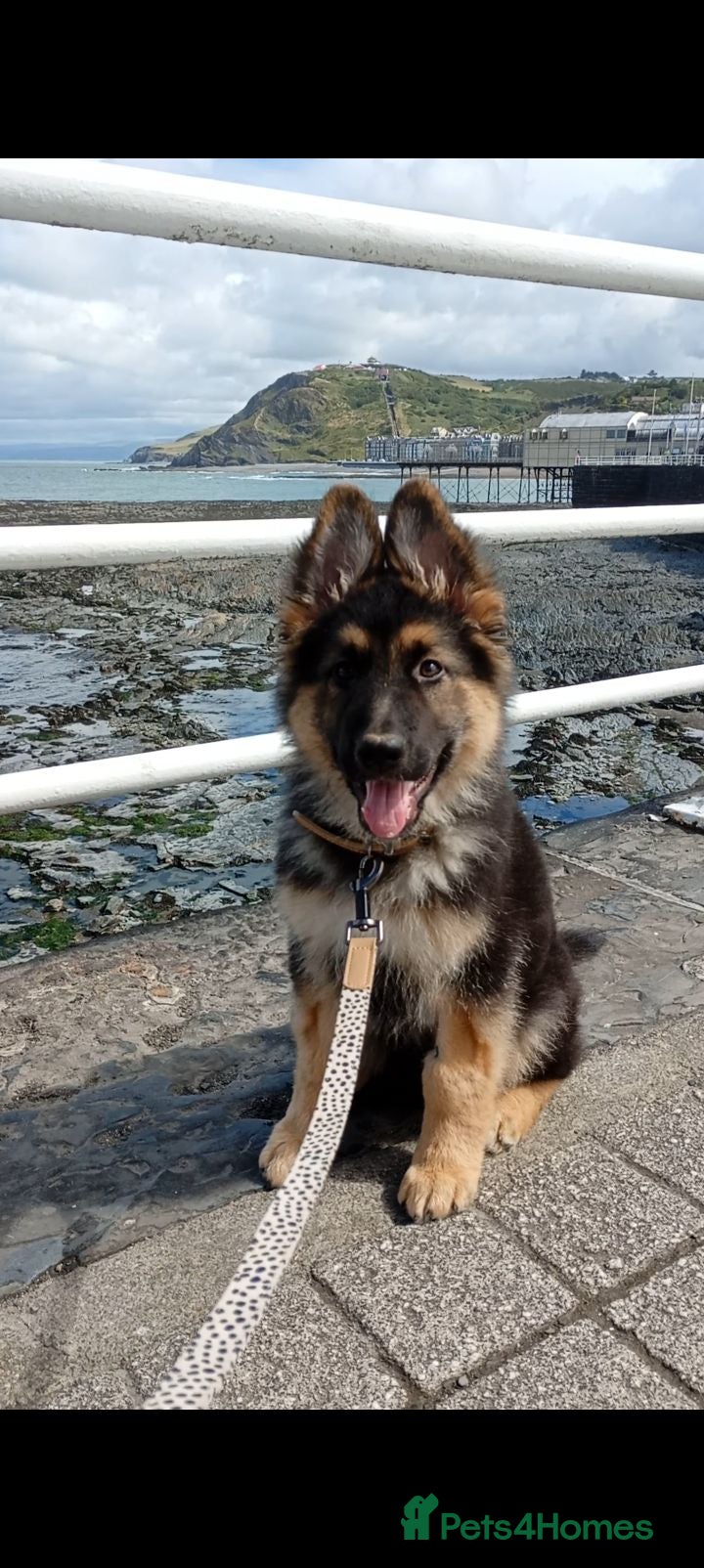 German Shepherd dogs Diesel 🩶 13 weeks old* - Advert 4
