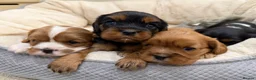 Cavalier King Charles Spaniel dogs for sale: 🌟 KC Cavalier King Charles Spaniel Puppies in Llandeilo - Advert 1