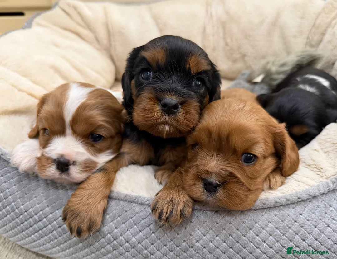Cavalier King Charles Spaniel dogs for sale: 🌟 KC Cavalier King Charles Spaniel Puppies in Llandeilo - Advert 1