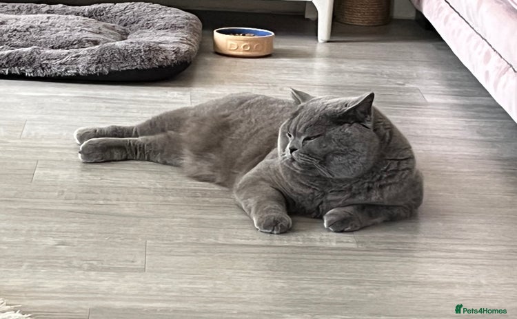 British Shorthair cats - Advert 2