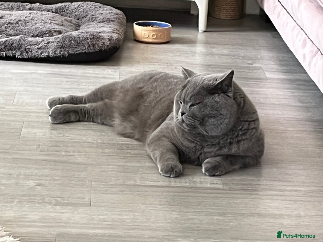 British Shorthair cats for sale: British shorthair - Image 1