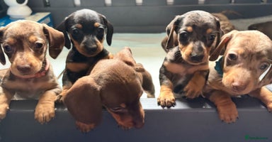 Miniature Dachshund dogs - Advert 2