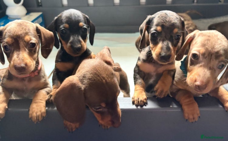 Miniature Dachshund dogs - Advert 3