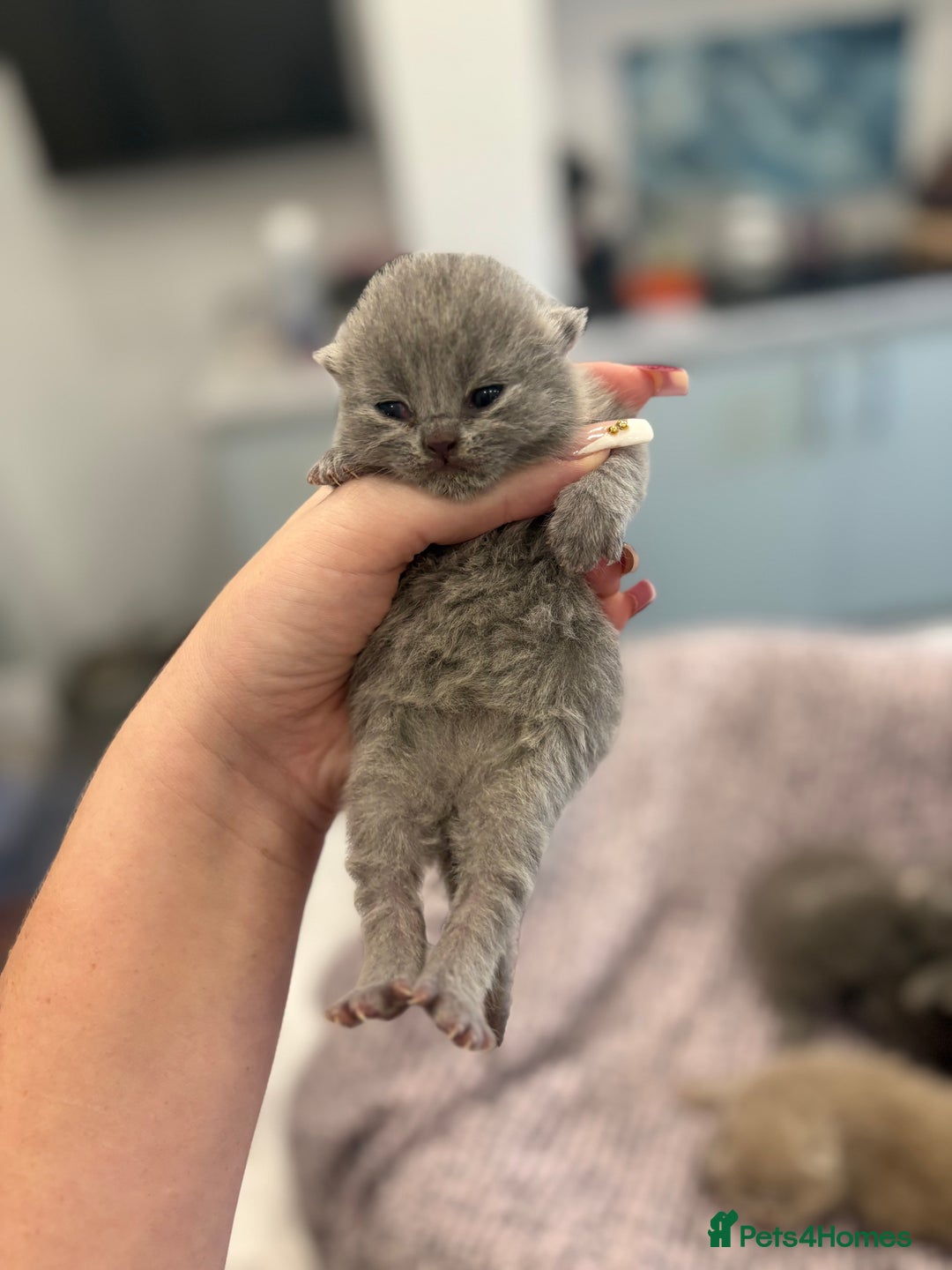 British Shorthair cats for sale: BSH kittens for sale from KC&Pedigree reg parents - Image 12