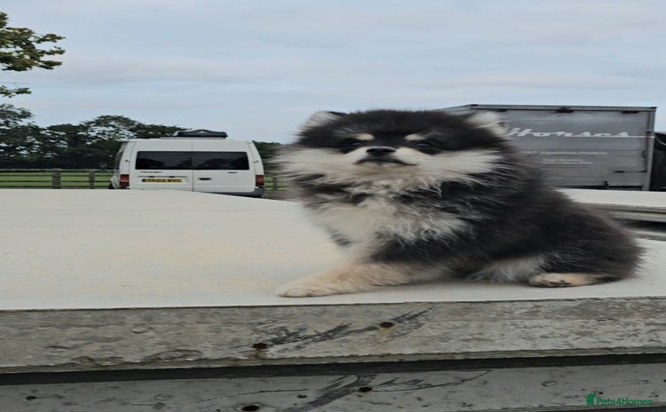 Pomsky dogs - Advert 1
