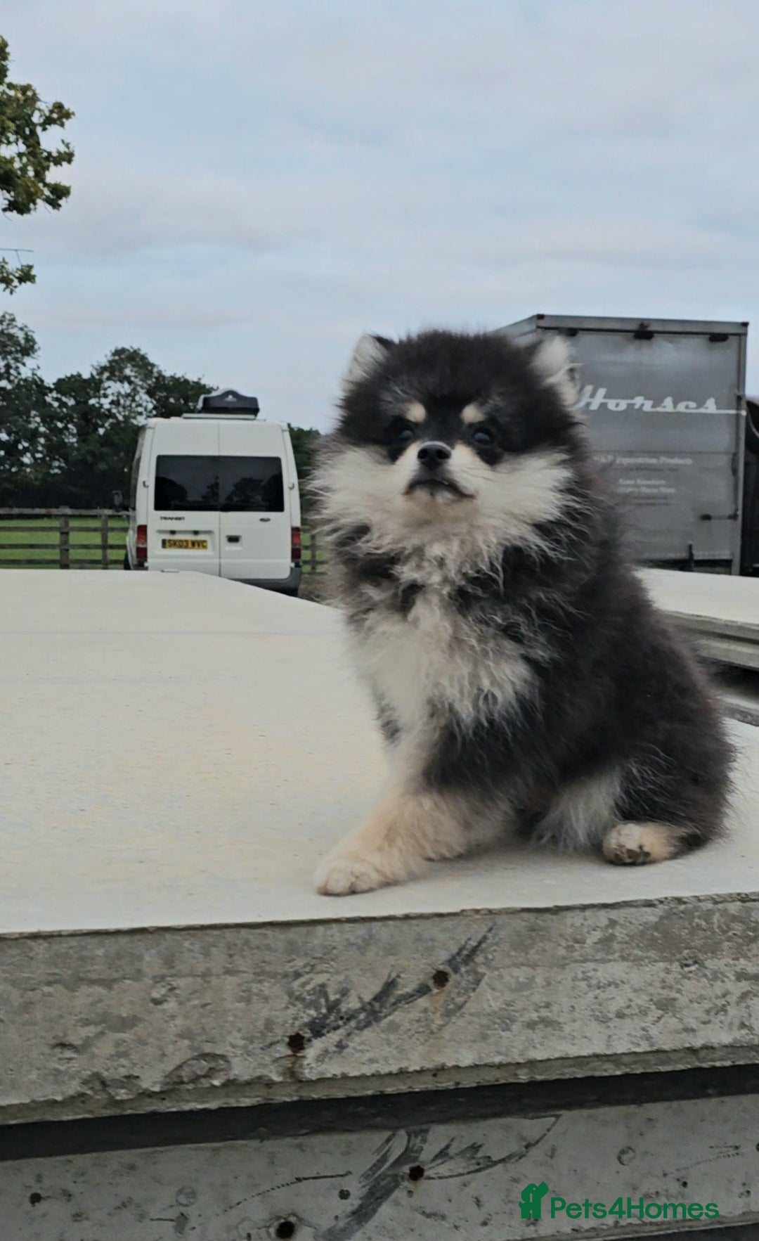 Pomsky dogs for sale: Pomsky puppies very small toy size F3  - Image 9