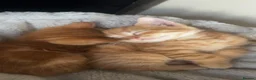 Bengal cats for sale: Beautiful boy kitten left mixed with bengal  - Advert 3