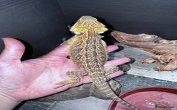 Bearded Dragon reptiles for sale: Bearded dragons babies&adults possible full setup - Advert 5