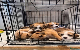 Mixed Breed dogs for sale: Cavapoo x Italian greyhound puppies  - Image 10