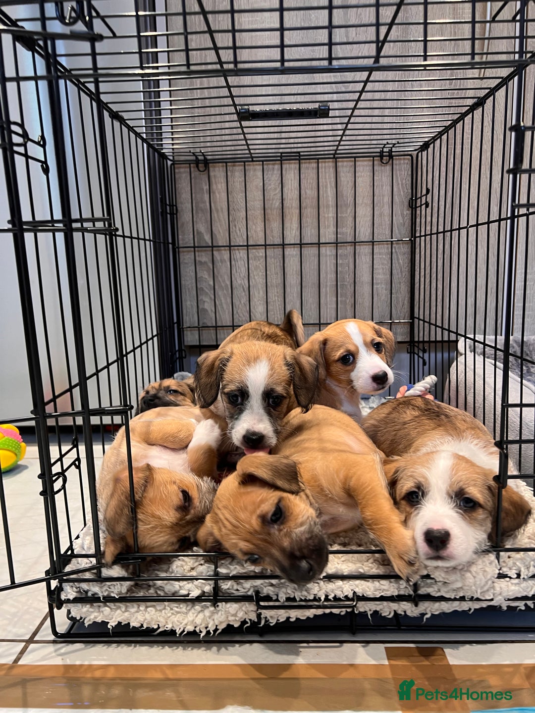 Mixed Breed dogs for sale: Cavapoo x Italian greyhound puppies  - Image 10