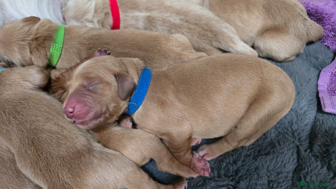 Golden Retriever dogs for sale: 9 Golden Retriever Pups - Image 10