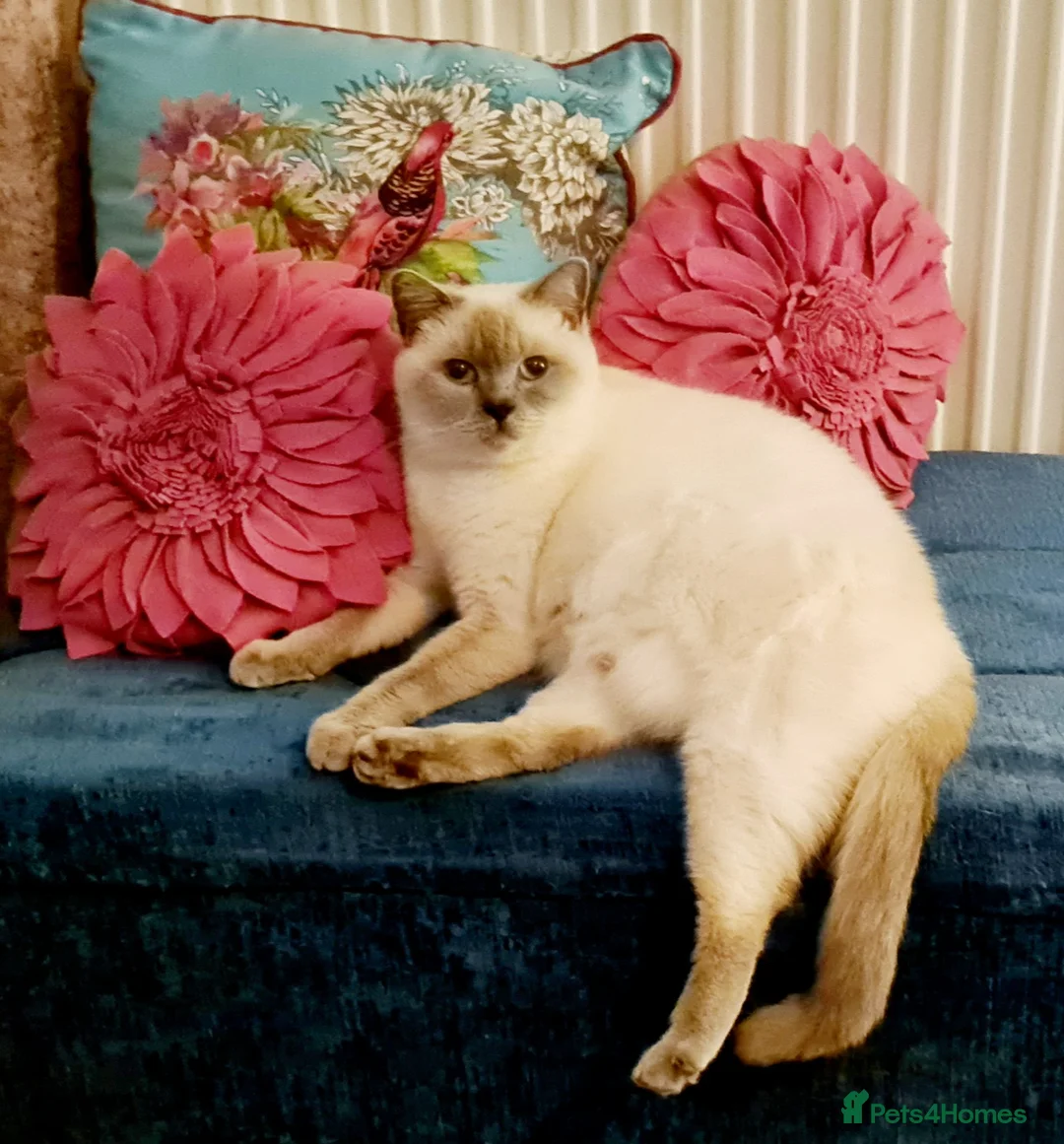 British Shorthair cats for sale: British shorthair blue kittens  - Advert 2