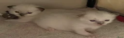 Ragdoll cats for sale: 🐾 Beautiful Ragdoll Girls rare colours 🐾 - Advert 7