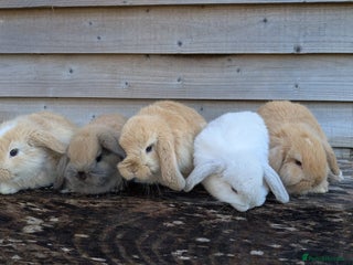 Mini Lop rabbits Gorgeous Minilops for sale - only 1 left! - Advert 16
