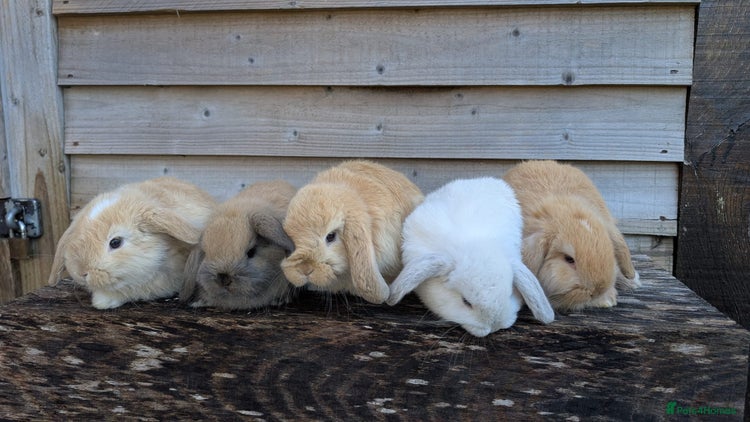 Mini Lop rabbits - Advert 9