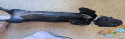 Miniature Dachshund dogs for sale: 2x miniature dachshunds - Advert 12