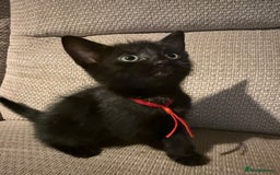 Mixed Breed cats for sale: Beautiful Kittens - Image 6